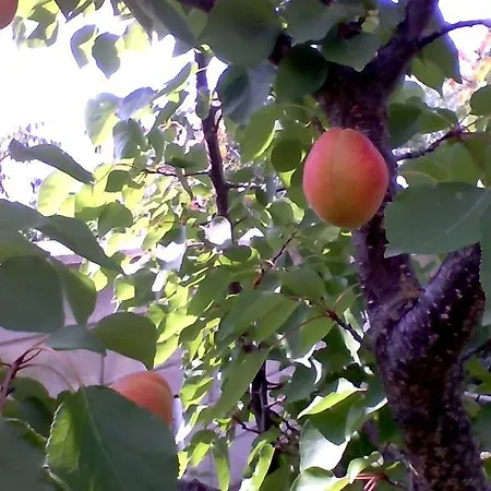 Part Of The House In The Apple Garden Warna